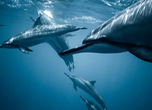 乐鱼体育登录入口：开启体育博彩新纪元的便捷钥匙